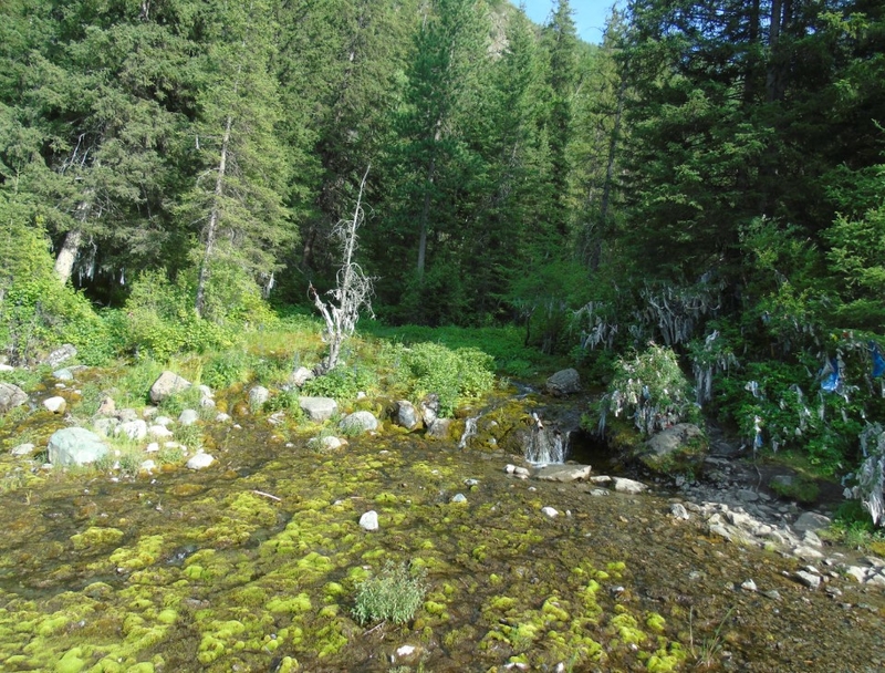 На фото: лес, деревья, мелкая горная речка с прозрачной водой, на дне видны камни и водные растения
