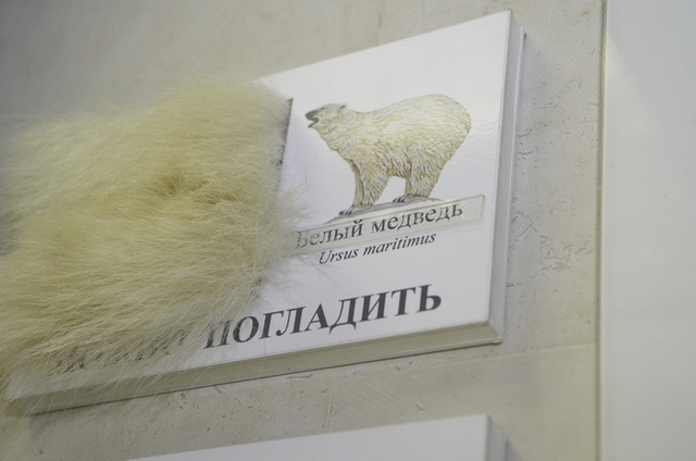 На фото: кусок шерсти медведя